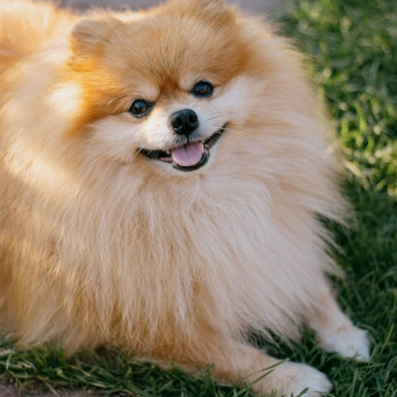 Puffy face Pomeranian